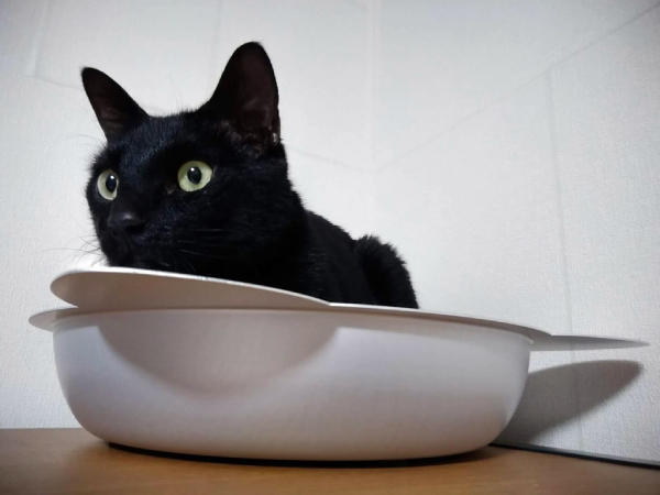 ひんやり猫鍋に入る黒猫